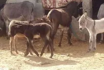 احداث نخستین مرکز پرورش الاغ در استان یزد/ از شیر کیلویی 30 هزار تومانی تا مدفوع کیلویی 4 هزار تومانی!