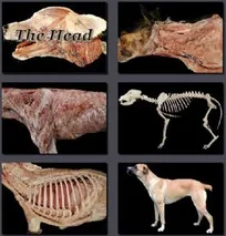 دسترسی رایگان به مجموعه آموزش&zwnj;های مجازی آناتومی دامپزشکی دانشگاه ایالتی کلرادو آمریکا