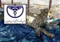 همکاران دامپزشک از کشاندن دامنه&zwnj;ی بحث&zwnj;های تخصصی به خارج از حریم&zwnj;ها و کرسی&zwnj;های علمی و تحقیقاتی پرهیز نمایند