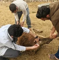 دامپزشکی بیشترین نزدیکی را با رشته پزشکی دارد/ درخواست از مسئولان و نمایندگان مجلس یازدهم برای پیگیری انتقال آموزش دامپزشکی به وزارت بهداشت