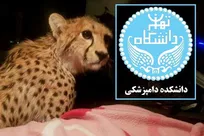 دانشکده دامپزشکی دانشگاه تهران گزارش کالبدگشایی یوزپلنگ مصدوم سمنان را منتشر کرد (+اسناد)
