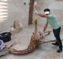 در طول دو سال کار در باغ&zwnj;وحش صفادشت، فقط یک میلیون تومان به من پرداخت کردند!/ مسئول باغ&zwnj;وحش تصمیمی برای درمان حیوانات نداشت