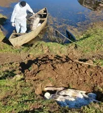 چند قطعه پلیکان در صومعه&zwnj;سرا به علت آنفلوانزای فوق&zwnj;حاد پرندگان تلف شدند/ تایید بیماری توسط اداره دامپزشکی