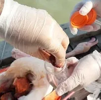 با اطمینان اعلام می&zwnj;کنیم دلیل تلفات پرندگان مهاجر در تالاب میانکاله و خلیج گرگان، &laquo;آنفلوآنزا&raquo; و &laquo;نیوکاسل&raquo; نیست (+تصاویر)