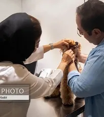 همه چیز درباره دندانپزشکی حیوانات خانگی در گفت&zwnj;وگو با &laquo;دکتر آذین توکلی&raquo; متخصص جراحی دامپزشکی و دانشیار دانشکده دامپزشکی دانشگاه آزاد گرمسار