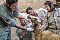 جست&zwnj;وجوگران شادی/ گفتگو با اعضای گروه جهادی دامپزشکی ثارالله