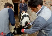 صدور پروانه تأسیس &laquo;درمانگاه دامپزشکی روستایی و عشایری&raquo; ممنوع بوده و فعالیت در این مراکز، قابل پیگرد قانونی خواهد بود