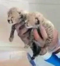 شبکه&zwnj;های ضد ایرانی کوچکترین خبری از پروژه یوزپلنگ را دستمایه تحقیر سازمان محیط زیست و دامپزشکان کشور می&zwnj;کنند/ باید رقم بودجه این پروژه و محل هزینه&zwnj;کرد آن بررسی شود