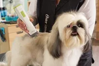 دامپزشکان جوان ناچارند که برای درآمد حتی موی حیوانات را کوتاه کنند!