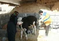 ویزیت رایگان بیش از ۵۰ هزار رأس دام سبک در مناطق زلزله&zwnj;زده کرمانشاه/ کلینیک&zwnj;های سیار دامپزشکی در منطقه مستقر می&zwnj;شوند