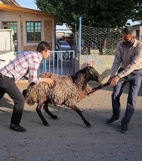 چرا پس از ۶۰ سال واکسیناسیون تب برفکی و بروسلوز، در کنترل این بیماری&zwnj;ها ناموفق بوده&zwnj;ایم؟/ ضرورت تغییر رویه سازمان دامپزشکی در عید قربان - دکتر ناصر رسولی بیرامی