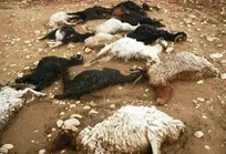 ۳۲ راس دام سبک به دنبال مصرف داروی نئومایسین سولفات در لرستان تلف شدند/ ادامه&zwnj;ی تلفات سریالی این دارو در کشور!