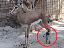 ساخت پای مصنوعی برای یک جبیر در مرکز بازپروری حیات&zwnj;وحش پارک پردیسان