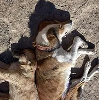 نمونه&zwnj;های اخذ شده از ۳ قلاده سگ تلف&zwnj;شده در لرستان برای بررسی ابتلای احتمالی آنها به کرونا، به آزمایشگاه ارسال شد