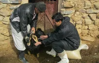طرح همیار دامپزشک، یک گام به عقب - دکتر محمد یادگاری