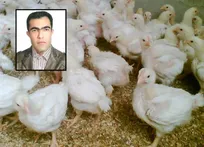 گامبوروی تحت بالينی، تهديد جدی و فراموش شده صنعت مرغداری - دکتر رضا شیبانی تذرجی