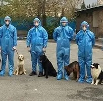 موفقیت اولیه سگ&zwnj;های &laquo;جستجو و نجات&raquo; برای تشخیص کرونا در کشور/ نتایج نهایی تا ۱۰ روز آینده اعلام می&zwnj;شود (+تصاویر)