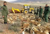 اسرار مرگ ۱۶۰ رأس قوچ و میش پارک ملی گلستان/ چرا سازمان محیط زیست ۱۵ روز بعد از مرگ حیات وحش گلستان، نمونه&zwnj;ها را به دامپزشکی داد؟!