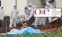 گزارش تحلیلی سازمان جهانی بهداشت دام در خصوص آنفلوانزای فوق&zwnj;حاد پرندگان - دکتر فرشاد طهرانی، دکتر محمدحسین فلاح مهرآبادی