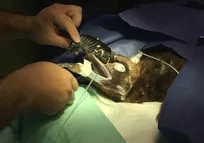 اختصاصی حکیم مهر: پروتز&zwnj;گذاری منقار شکسته کرکس، برای اولین&zwnj;بار در کشور (+تصاویر)