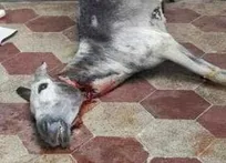 کشف لاشه الاغ ذبح شده در حیاط منزل صاحب یک مغازه کبابی در گرگان! (+تصاویر)