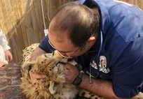 حمله شدید و کم&zwnj;سابقه خبرگزاری تسنیم به &laquo;دکتر ایمان معماریان&raquo; دامپزشک فعال در حوزه حیات&zwnj;وحش