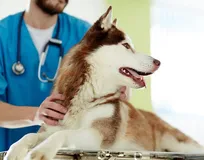 بیشترین کاهش جمعیت دانشجویان با ۴۷ درصد کاهش متعلق به رشته کشاورزی و دامپزشکی است!