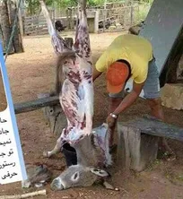 خبرساز شدن &laquo;ذبح الاغ&raquo; شیطنتی رسانه&zwnj;ای است/ این موضوع آن&zwnj;قدر کوچک است که جای نگرانی ندارد