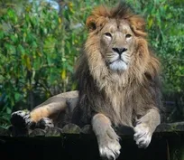 جشن بازگشت شیر ایرانی به کشور پس از ۸۰ سال