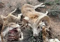 نمونه&zwnj;های ارسالی از قوچ و میش&zwnj;های تلف شده گلستان، ارزش تشخیصی بیماری&zwnj;های باکتریایی و ویروسی نداشت