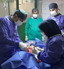 برای نخستین&zwnj;بار در ایران، جراحی بازسازی تراشه سگ در دانشکده دامپزشکی دانشگاه رازی انجام شد (+تصاویر)