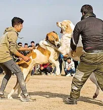 به دامپزشکان مسابقه جنگ&zwnj; سگ&zwnj;ها روزانه تا ۱۰۰ میلیون تومان دستمزد پرداخت می&zwnj;شود!