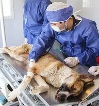 عقیم&zwnj;سازی همه سگ&zwnj;های تهران طی سه ماه با کمک دامپزشکان/ باید به این دامپزشکان حقوق داده شود؛ سازمان دامپزشکی پای کار بیاید