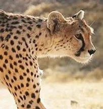 هرگز خبر رسمی مبنی بر قطعیت بارداری &laquo;ایران&raquo; منتشر نکردیم/ وضعیت رحم، فولیکول&zwnj;های تخمدان و اندام تولید&zwnj; مثلی &laquo;ایران&raquo; مناسب بوده و مشکلی برای بارداری&zwnj;های بعدی ندارد