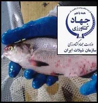 اقدام عجیب سازمان شیلات ایران تحت ریاست یک دامپزشک؛ زمینه&zwnj;سازی برای حذف نظارت بهداشتی مسئولین فنی بهداشتی در مزارع آبزی&zwnj;پروری! (+پی&zwnj;نوشت حکیم مهر)