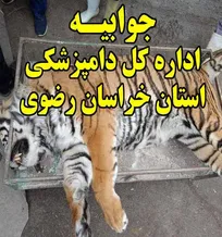 تیمی از دامپزشکی همان روز جهت تعیین علت تلف شدن ببر به باغ&zwnj;وحش مشهد مراجعه نمود اما علی&zwnj;رغم اطلاع&zwnj;رسانی به محیط زیست، هیچ نماینده&zwnj;ای از این سازمان به باغ&zwnj;وحش مراجعه نکرده است!