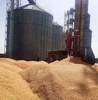 ماجرای ذرت&zwnj;های آلوده در همدان چه بود؟/ از جنجال رسانه&zwnj;ای تا اطلاعیه سازمان دامپزشکی کشور