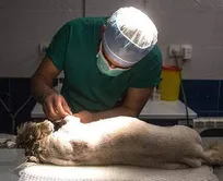 جای خالی دامپزشک متخصص حیات وحش در کشور/ از نظر دانش دامپزشکی در زمینه &laquo;حیوانات اقتصادی و خانگی&raquo; در منطقه خاورمیانه اول هستیم