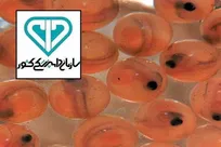 سازمان دامپزشکی کشور واردات تخم چشم&zwnj;زده آلوده ماهی قزل&zwnj;آلا را تکذیب کرد
